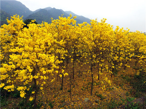 航拍佛山三水黄花风铃木冲天香阵透南山满山尽披黄金甲