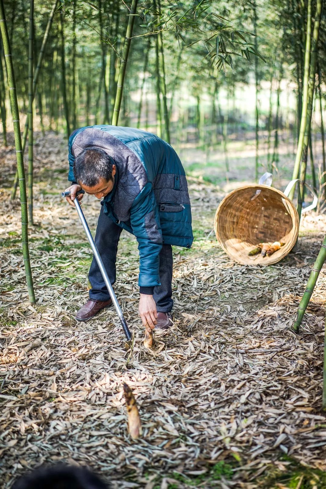 跟着美味去春游 明月村的雷笋好下饭