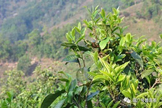 懂過的古樹茶葉形略小,屬於大中小葉種混種,水浸出物豐富,茶葉香氣