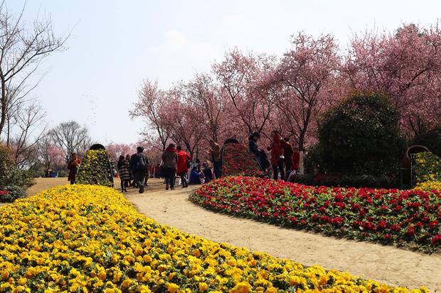 成都植物園60萬株春花正爛漫 又到踏春賞花時