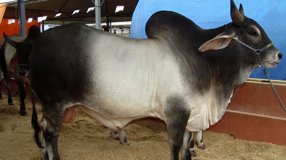 婆罗门牛母牛图片