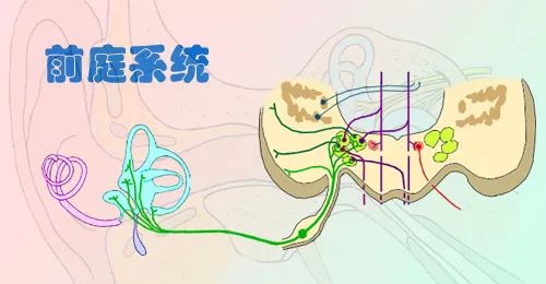 運動能通過多種方式刺激大腦,讓相應的感覺神經元,中樞神經元以及運動