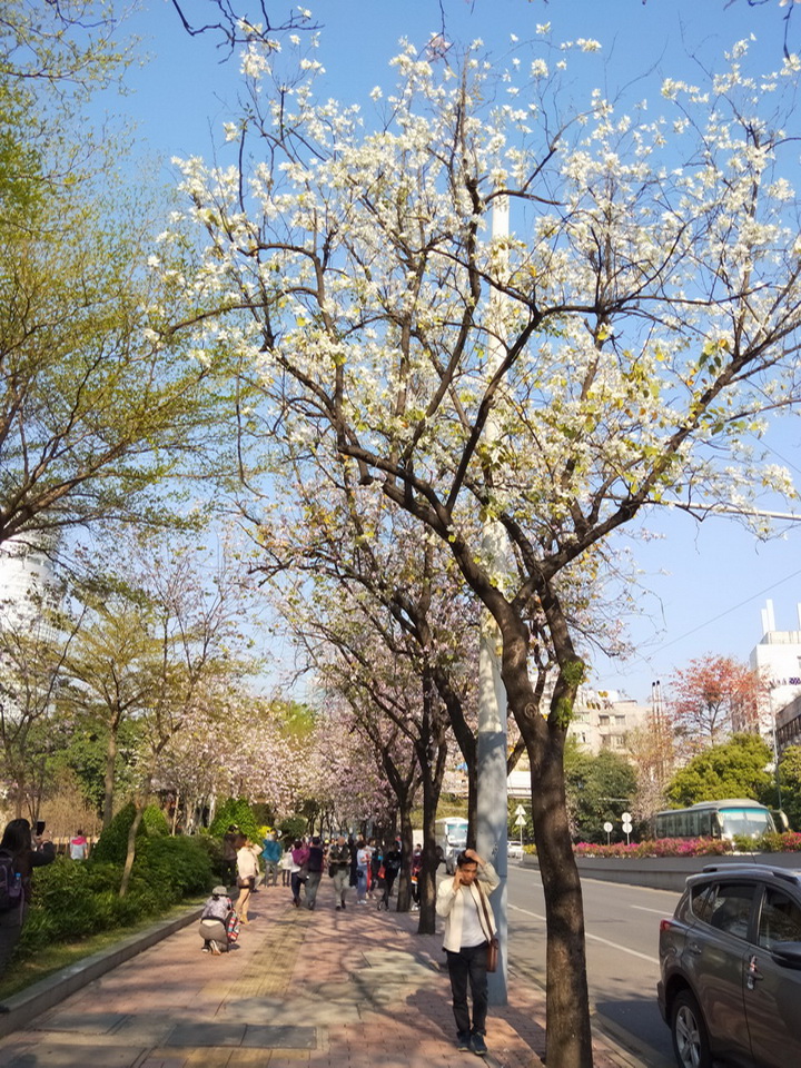 三月赏花好时节:广州人民北路,紫荆花盛开,姹紫嫣红