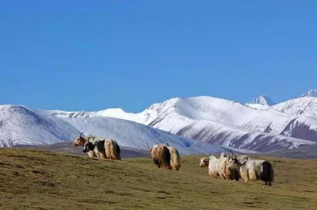 念青唐古拉山610青藏線外景:羌塘草原影片將視角對準了青藏鐵路.