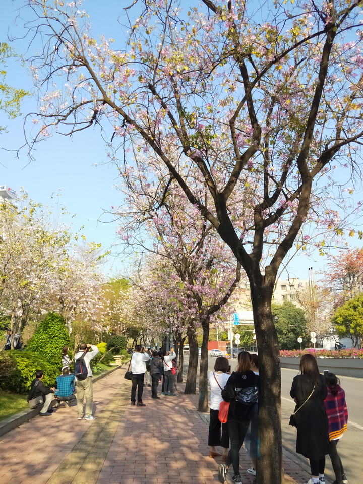 广州市市树市花图片