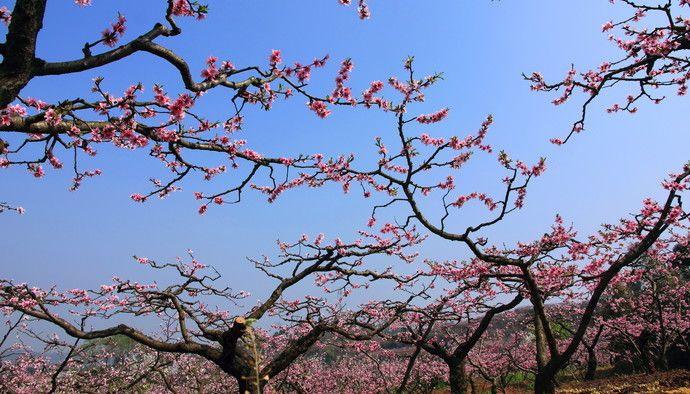 線→龍泉驛站b口→步行至龍泉交通局公交站→乘坐876a→桃花故里站