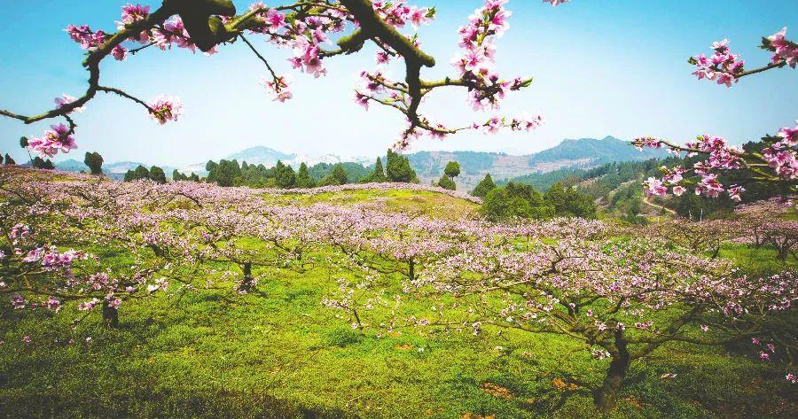 龍泉驛站b口→步行至龍泉交通局公交站→乘坐876a→桃花故里站廈蓉