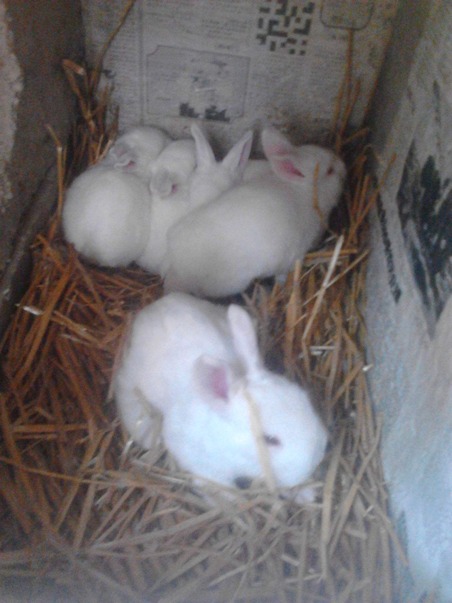 种公兔的饲养管理如何掌握兔子的配种期