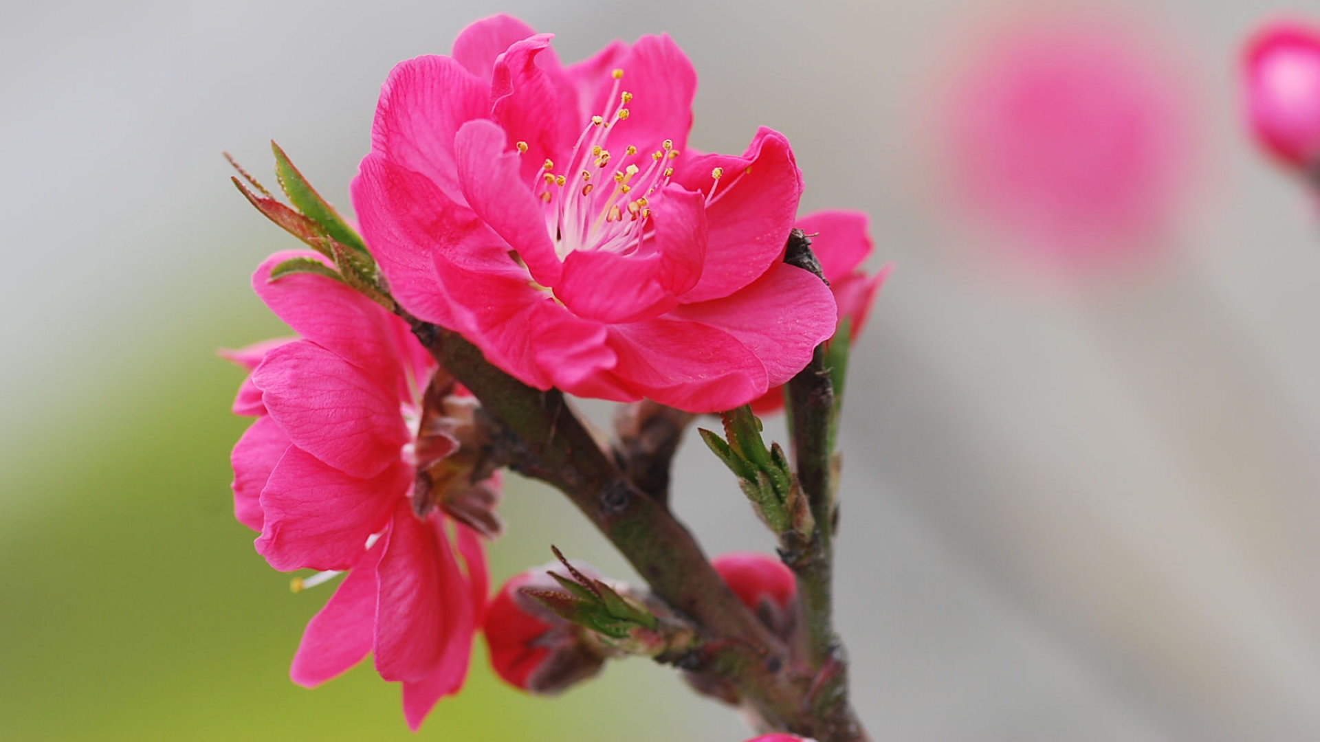 最美的红色桃花图片图片