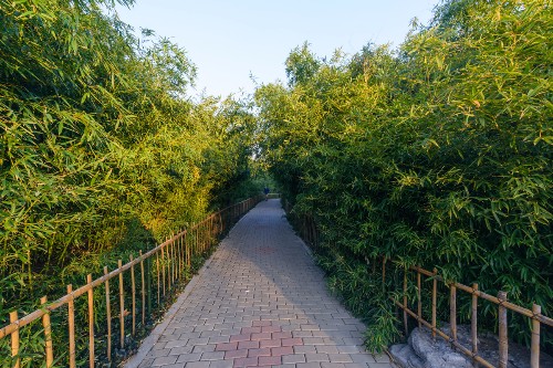 泉城公園竹園裡幽靜的小道!