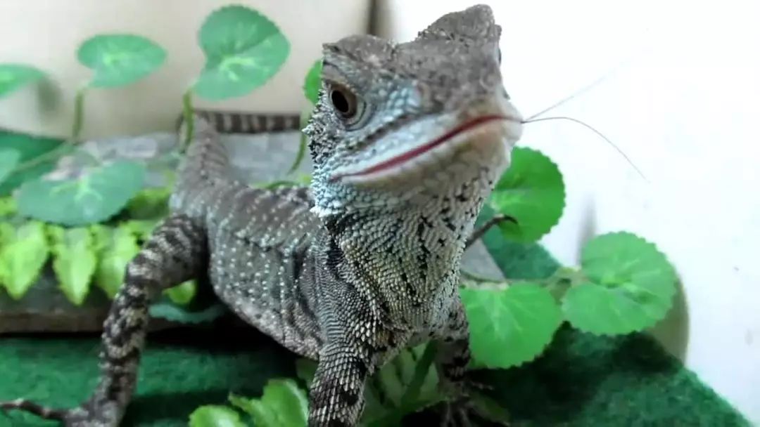 龍一般的體質稱霸水陸澳洲水龍飼養攻略