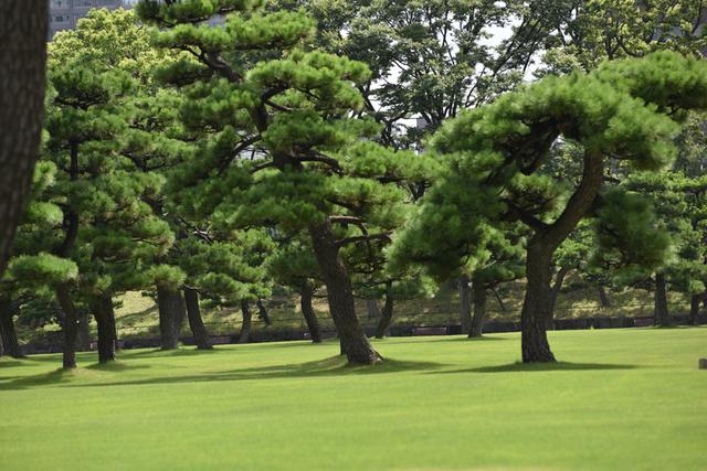 日本松树国宝级图片