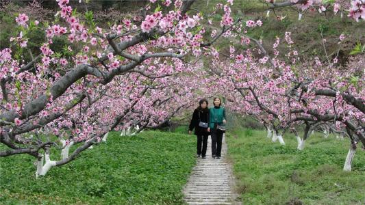 以花為媒,西充已成功舉辦過五屆桃花節.