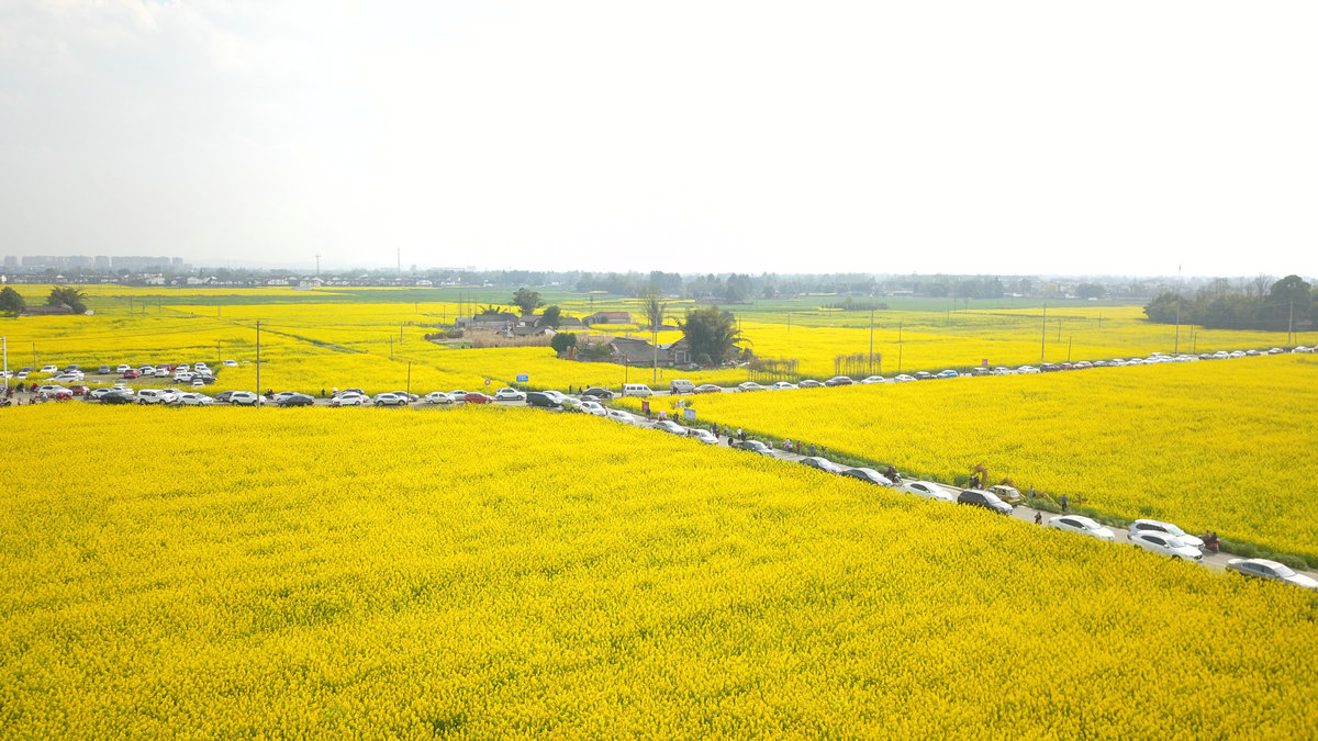 成都冉义镇油菜花图片