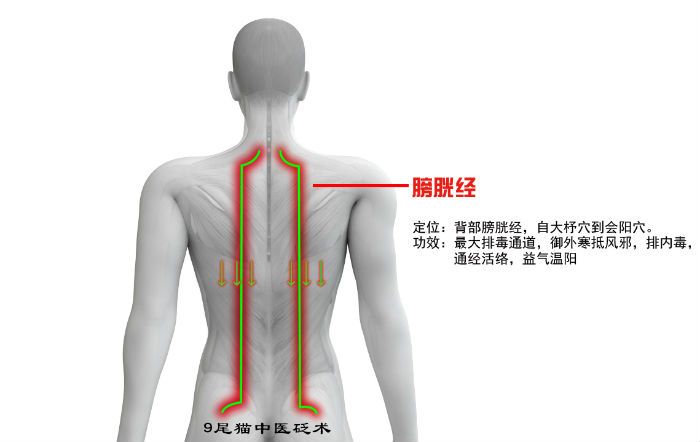 刮痧背部膀胱经砭灸肝