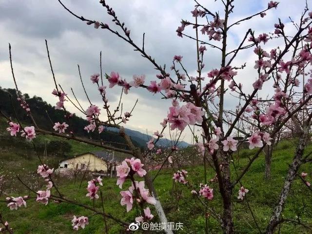 重庆虎峰山桃花基地图片