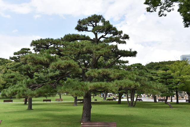 日本松树国宝级图片