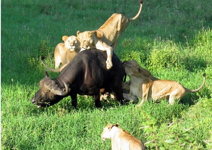 狮子吃野牛时野牛不怎么反抗是造物主的安排
