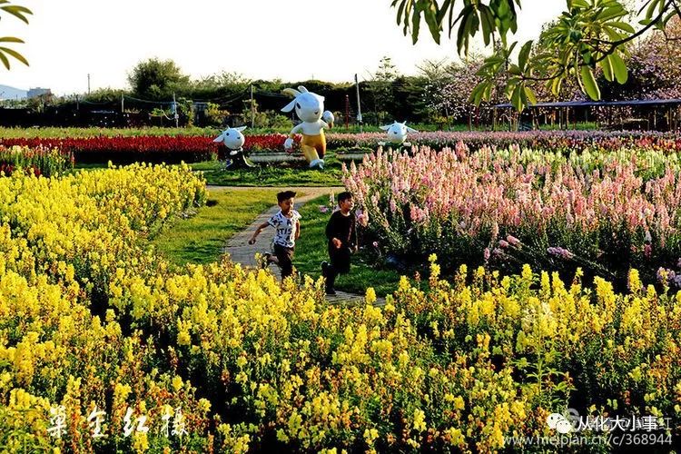 從化萬花園百花爭春,讓人