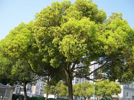 苏州的市树图片
