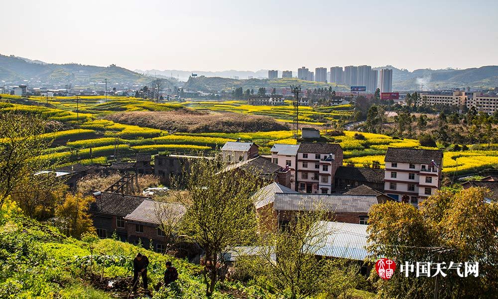 重慶南川油菜花迎春綻放 大地如鋪黃金