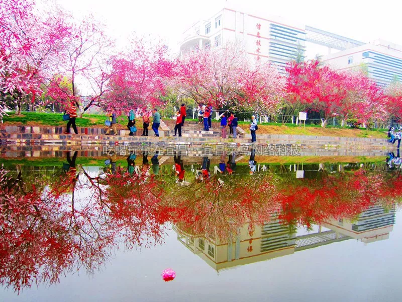 三峡大学民族学院图片