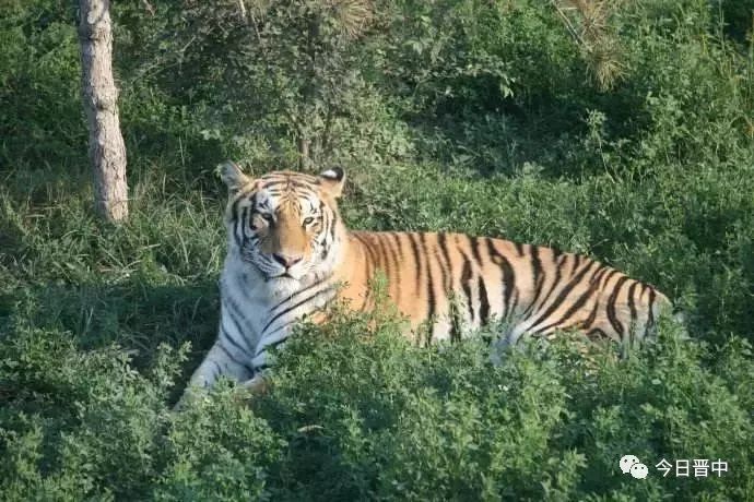 榆次人注意!太原動物園本月將封園改造,時間長達.