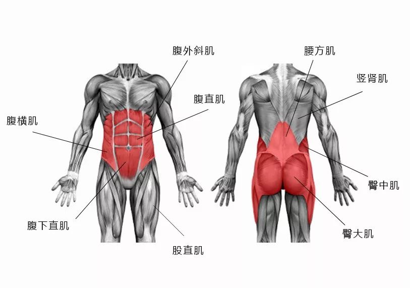 核心肌肉群担负着稳定重心,传导力量等作用,是整体发力的主要