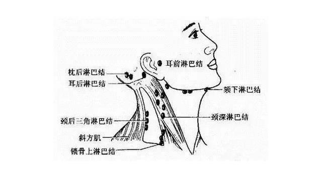 额头淋巴结分布图图片