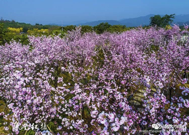 從化萬花園百花爭春,讓人