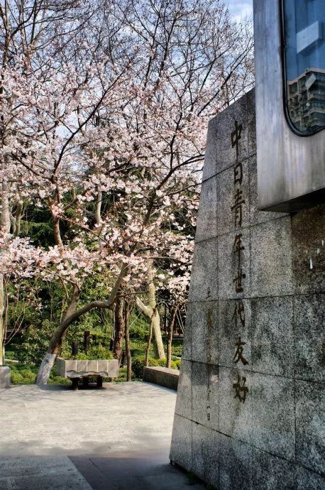 玩法鲁迅公园樱花展3月18日将启幕最全赏樱攻略出炉