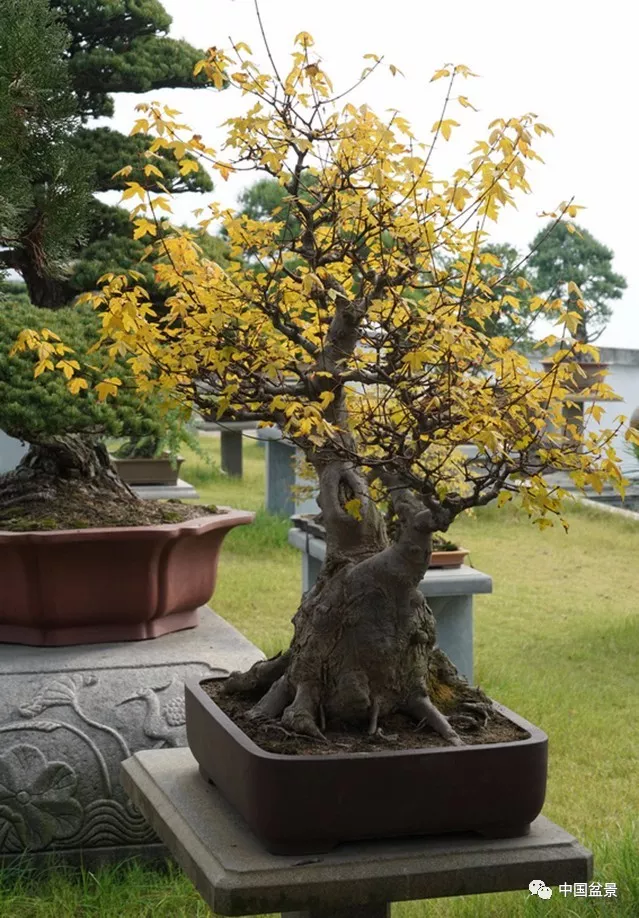 走進寧波綠野山居盆景名園百師苑