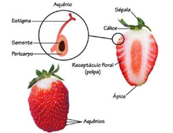 草莓果实结构解剖图图片