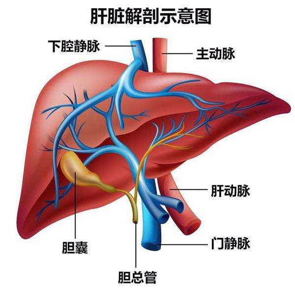 肝脏解剖图谱 结构图图片