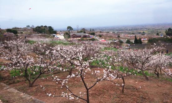 花田廣興櫻花觀賞園的櫻花,新津縣花舞人間景區的海棠花,德陽市廣漢市