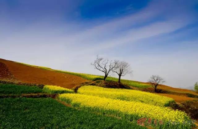 蓝田油菜花观赏地图片