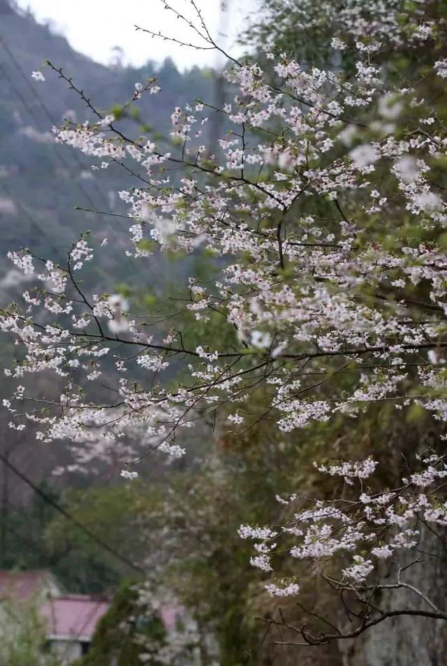 野樱花 杭州图片