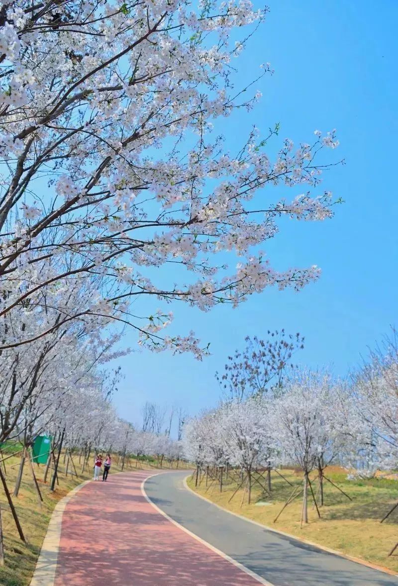 眉山樱花博览园花期图片