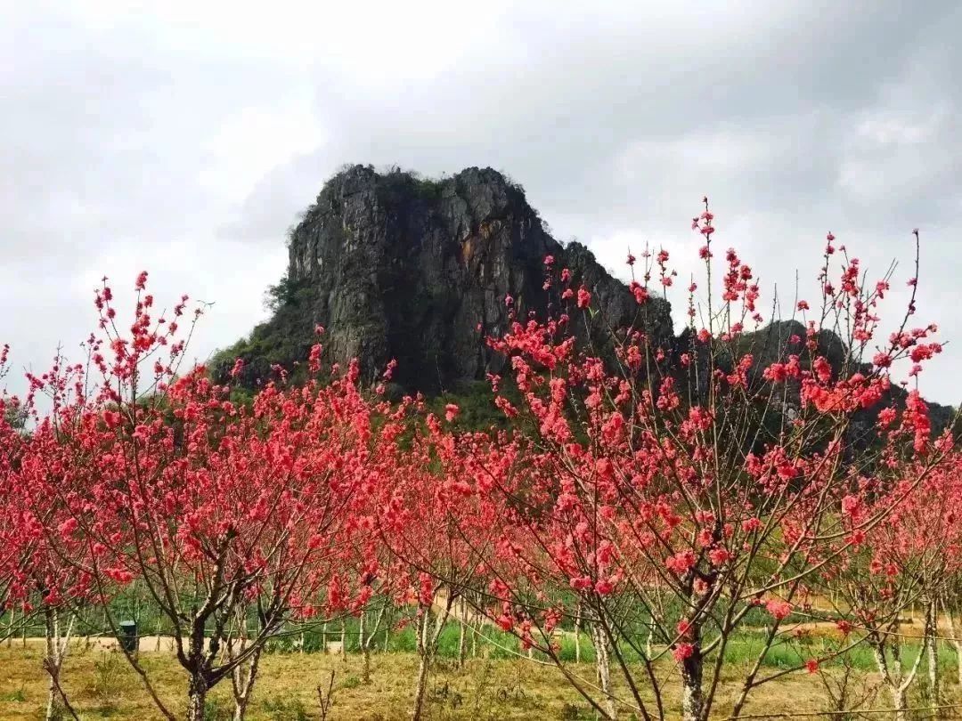 時間:即日起——3月底每年三月,樂昌九峰十萬畝桃花,李花爭相怒放,讓