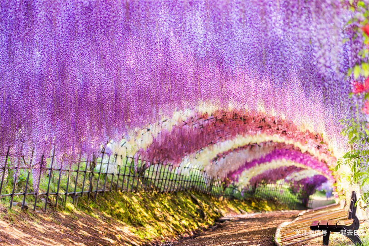 比樱花更浪漫,开满紫藤的足利花卉公园