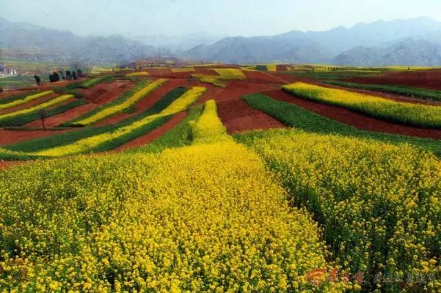 蓝田油菜花观赏地图片