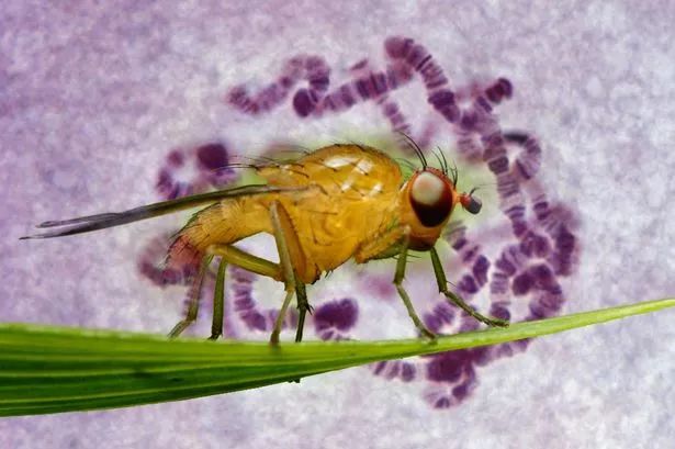 论促进昆虫同性交配行为以达到生物防治的目的