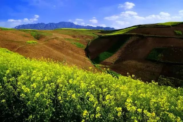 蓝田油菜花观赏地图片