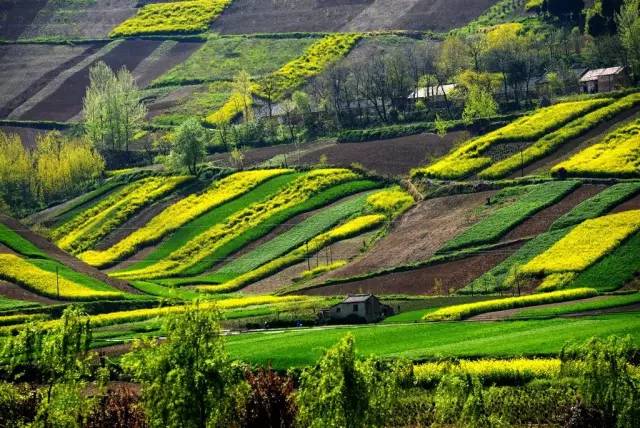 蓝田油菜花观赏地图片