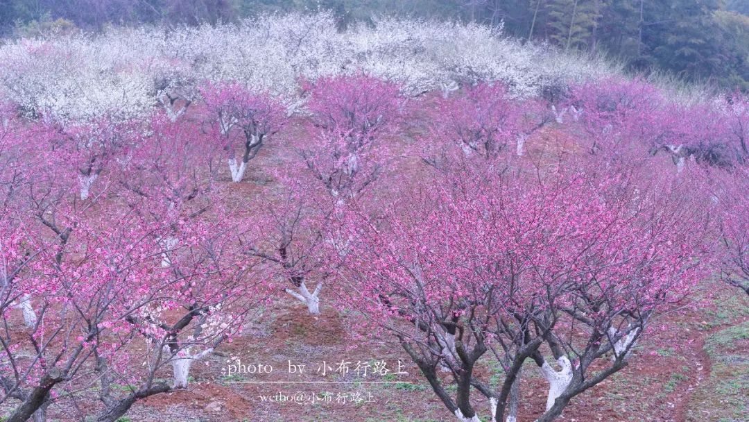 张家港香山樱花图片