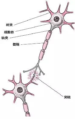 突觸修剪-青少年體能訓練不可不知的秘密