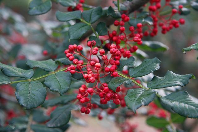 花椒樹栽培技術大紅袍花椒栽培的氣候生態條件