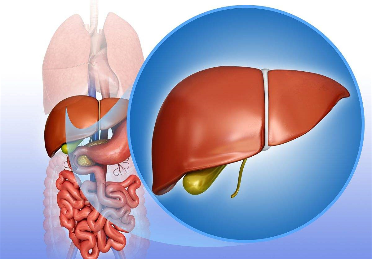 肝脏排毒 肝脏保险