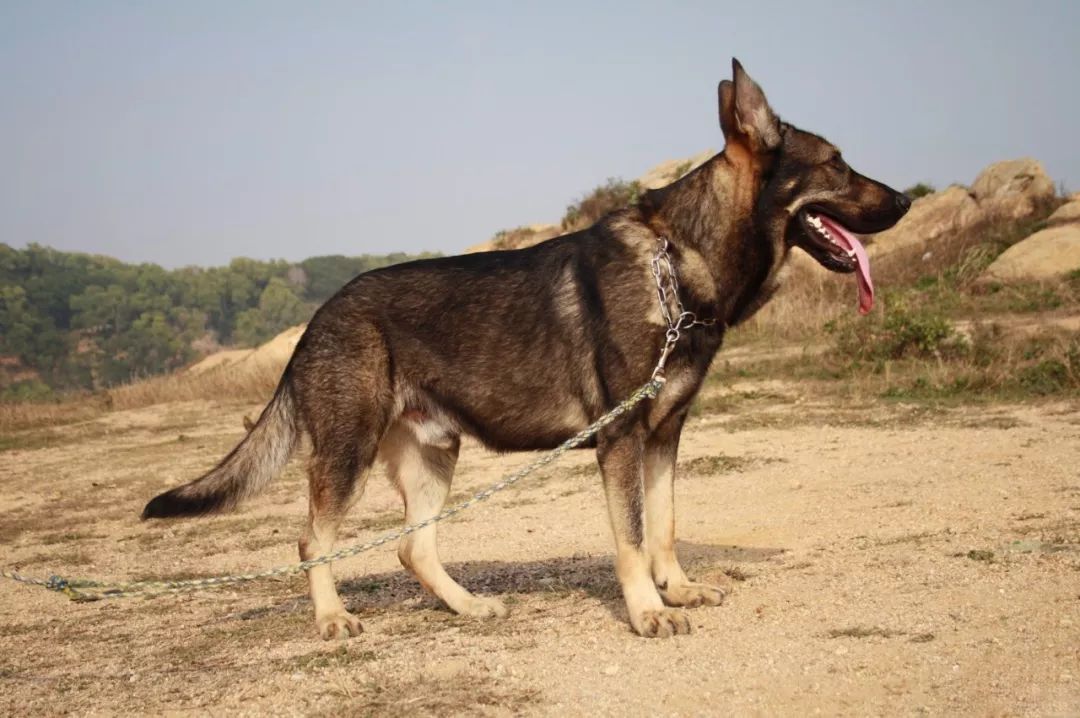 极品昆明犬图片