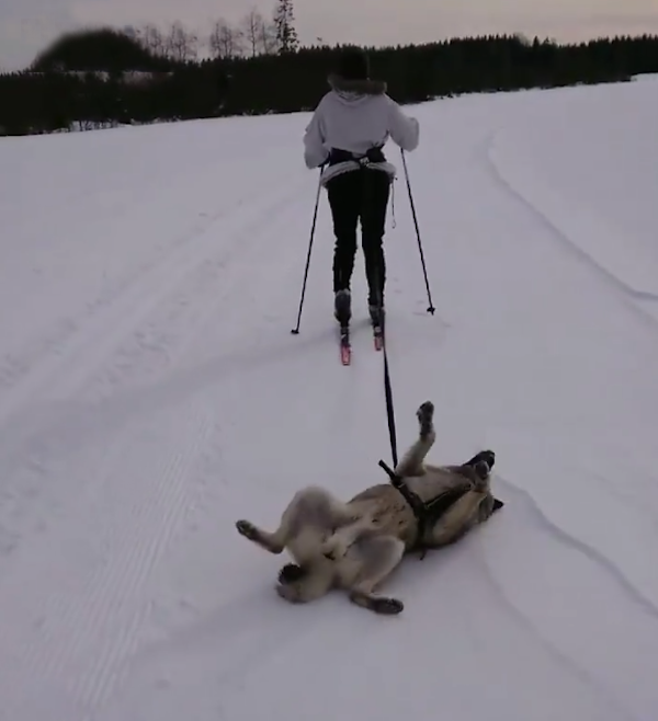 寵慕:懶狗狗躺雪地讓主人拖著走,見路人突然滿血復活